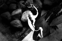 IMG_4894